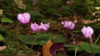 Ginkgo Garden  - The North Wind