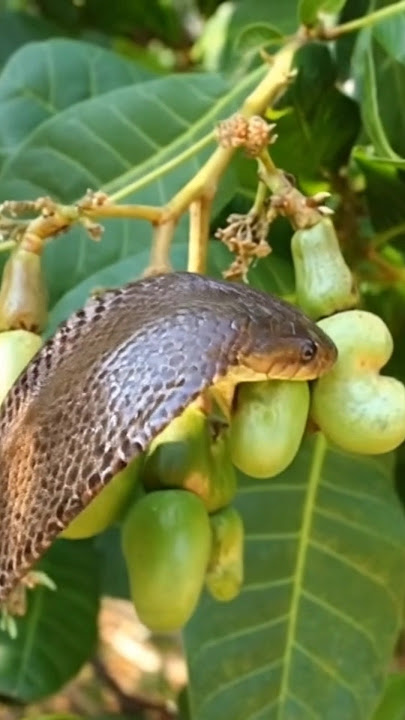 The beautiful big cobra snake is eating green cashew nut #snakevideo #cobrasnake