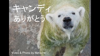 キャンディちゃん、ありがとう♪ 豊橋のんほいパーク　 Polar bear Candy (Toyohashi Nonhoi Park) ホッキョクグマ、シロクマ