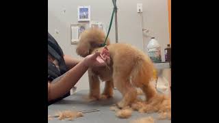 Doing an Asian fusion face on a Poodle by Good Times Grooming 42 views 3 months ago 24 minutes