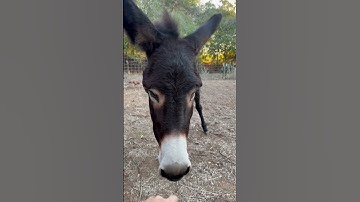 Earning a donkeys trust #animals #donkey #training #hearttouching