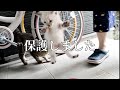 母猫福ちゃんが子猫を二匹連れてきたので緊急保護しました。