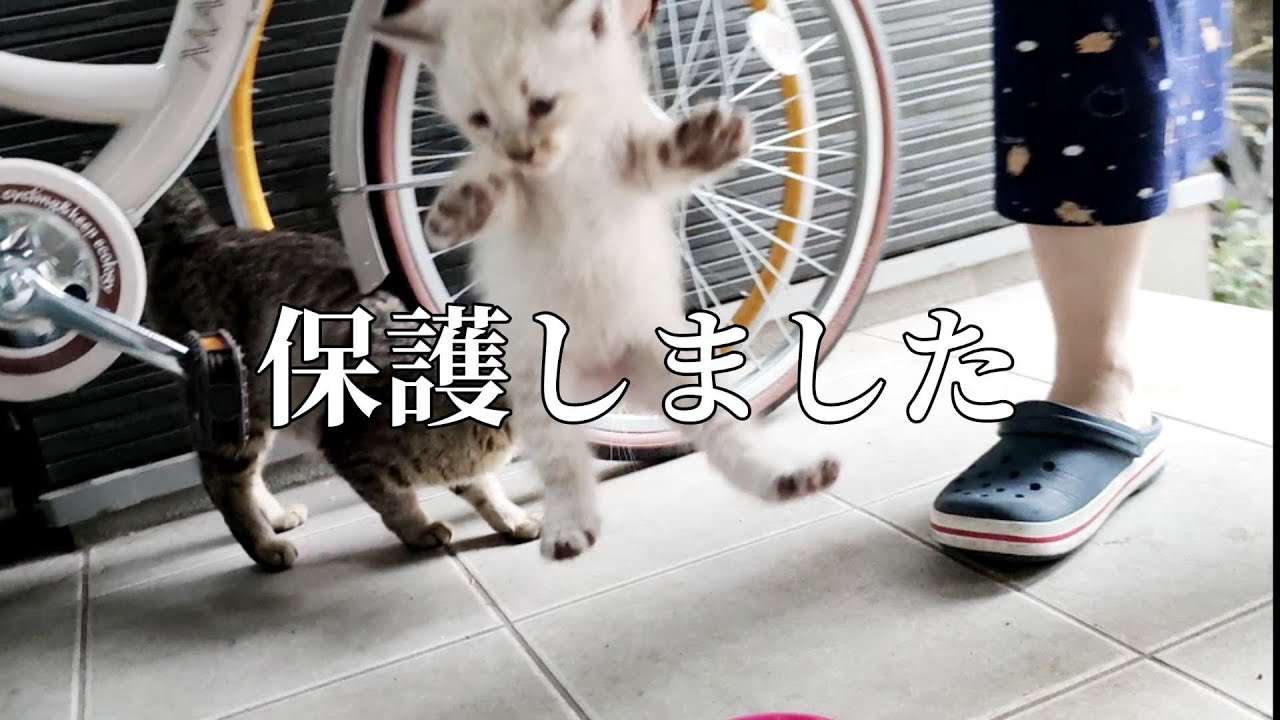 母猫福ちゃんが子猫を二匹連れてきたので緊急保護しました。