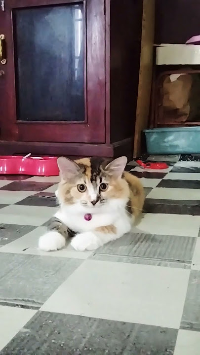 nah gitu anteng , kan cantik #cat #dj #remix #nizamkucinglucu #kucingbelangtiga #kucinglucubandung