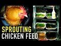 Organic Chicken Feed: Sprouted Grains for Animal Fodder