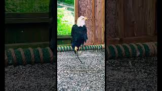 ÁGUILAS FUERTES 🦅 #animalshorts #aguilas #reflexionesdeldia #reflexiones #animallovers #poemas