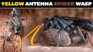 How can Spider Wasps take down Huntsman or even Tarantulas - Life Cycle of a Parasitoid Hunter