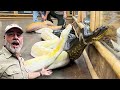 Giant anaconda and giant pythons