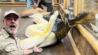 GIANT ANACONDA AND GIANT PYTHONS