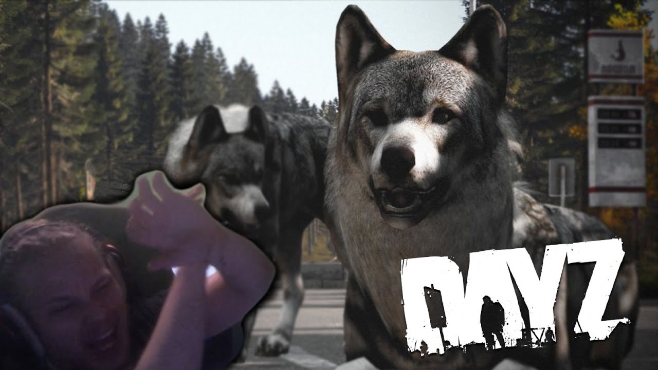 Wolf attack BUT your relfexes are on point | Random DayZ moments - YouTube