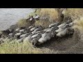 Amazing wild Cattle crossing. Mara River at Serengeti N park