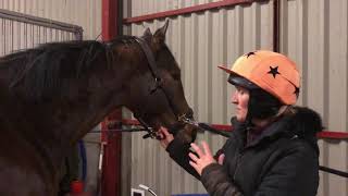 Submandibular lymph nodes in the horse