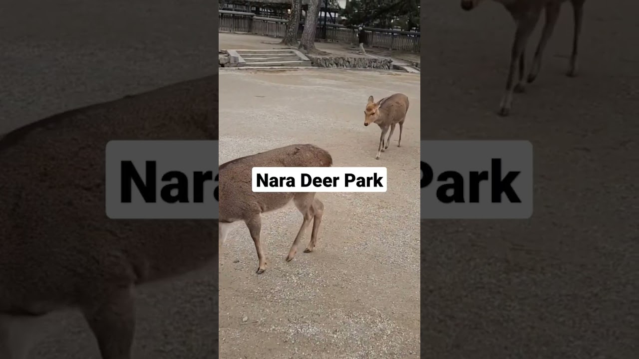 Top 5 things to do in Japan 