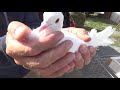 Tauben / Pigeons / Голуби / Голубиный базар, город Камен/Kamen, NRW    15.09.19    3