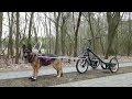 Fahrt mit dem Hadhi Dog Trike