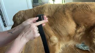 La Kalba Dog Knee brace instructional video how to put it on for a Male dog