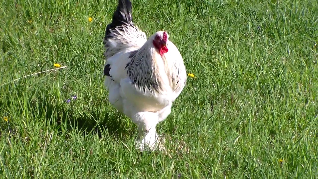Feather Footed Chicken YouTube