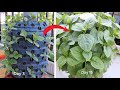 Cách trồng rau mồng tơi mùa dịch | The fastest way to grow spinach in balcony