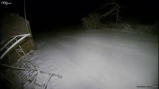 deer - Ring track 20230119 0230