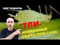 Тли - невидимые обитатели сада