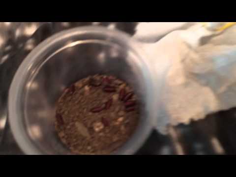Giant Devils flower mantis care (idolomantis diabolica)