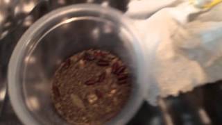 Giant Devils flower mantis care (idolomantis diabolica)