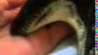 PREGNANT COASTAL CARPET PYTHON DRINKING OUT OF MY