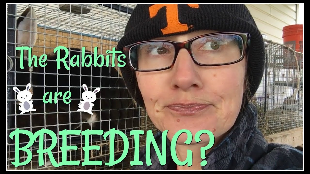 The Rabbits Are Breeding? 