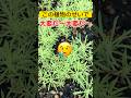 ⭕️コキア この植物のせいで大変だ〜大変だ〜!!️ #コキア #コキアの種 #大変