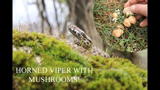 ПЕПЕЛЯНКА С ГЪБИ 🐍🍄HORNED VIPER WITH MUSHROOMS #herping #animals #mushroom #грибы #змейка #животни