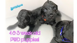 Portuguese Water Dog Puppies 4 & 5 weeks old!