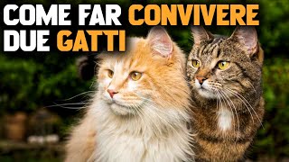 COME FAR CONVIVERE DUE GATTI  FAMIGLIA ANIMALE