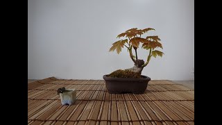 Como Hacer Un Mini Bonsai De Acer Pseudoplat