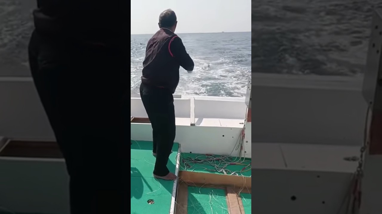 Taiwan fishing operation catch king mackerel using artificial bait
