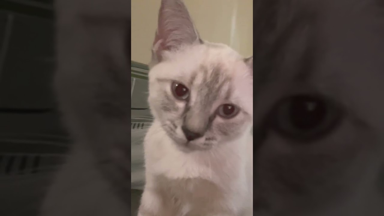 So clingy little Nikki-chan 🥰