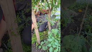 poda tu árbol de granada y te dará mejores frutos #plantas #Arboldegrenada.