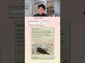 Metazooa Insane Snipe (Day 29) Animal #960 #metazooa #animals #nature #biology #puzzle