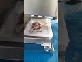 MNS-PG500 Goat Mutton Meat Cutter (WhatsApp:+86-13733892205)
