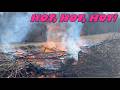 Hedge Tree Logging | Episode 5