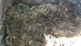 Phil's Gardening Tips And Tricks, Life Time Compost Tumbler Going Great