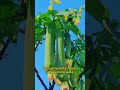 #garden #gardening #farming #planting #gardeningtips #wateringplants     99a787