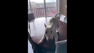 Dog does table dance