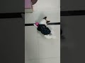 #dog #puppy #explore #ytshorts #doglover #viral #kids #funny #pomeranian