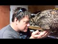 Regardez ce qu'a fait ce hibou grand-duc à son sauveteur en signe de gratitude ! Incroyable !