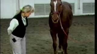 Horse Conformation: Evaluating Overall Conformation, part 1