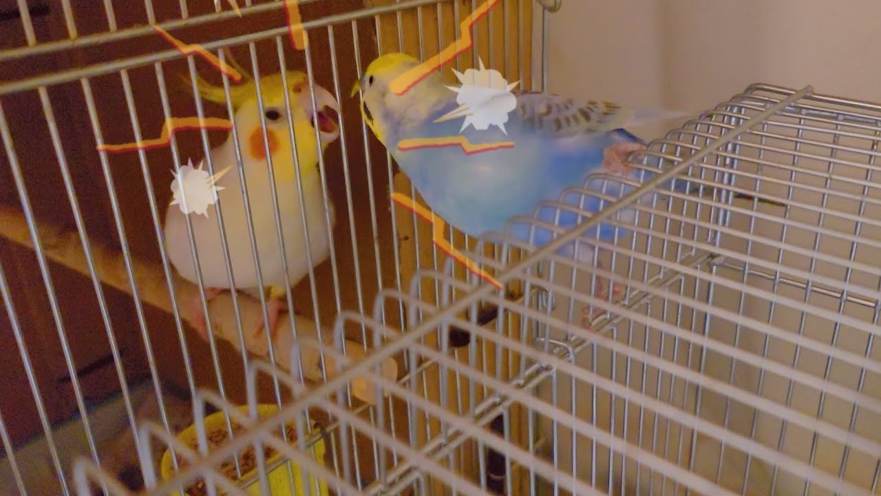 オカメインコに威嚇されてもキュンと鳴く(多分嬉しい)セキセイインコ YouTube