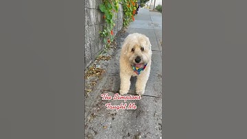 The Simpsons Taught Me… 1st Step Toward Failure 🐶 @TheJessiiShow #TheManniiShow.com/series