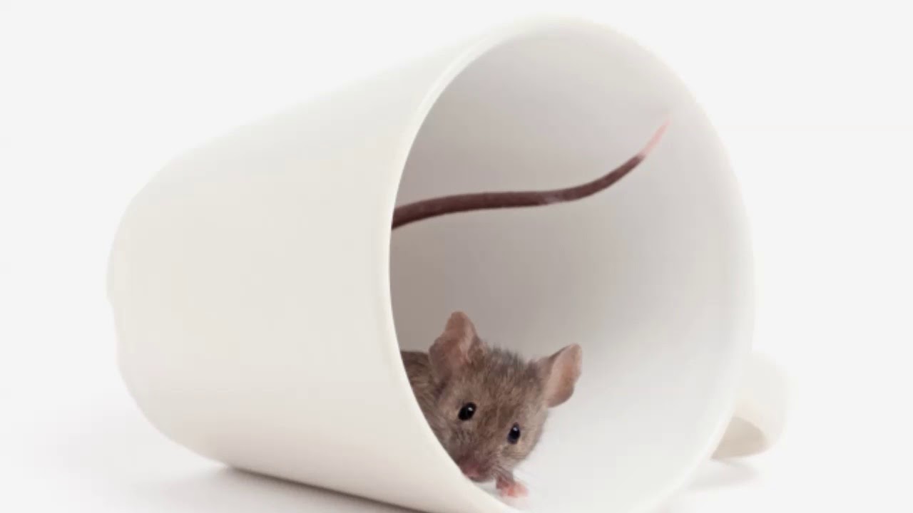 Bio Pest Control - (240) 441-3324 - YouTube