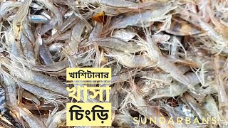 খাশিটানার খাসা চিংড়ি | সুন্দরবন জীবন | সিজন ০৫ | পর্ব ১৩ | Sundarbans | Mohsin ul Hakim