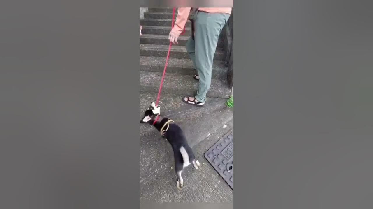 How to teach a dog to go up and down stairs YouTube